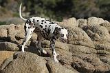 DALMATIEN 154